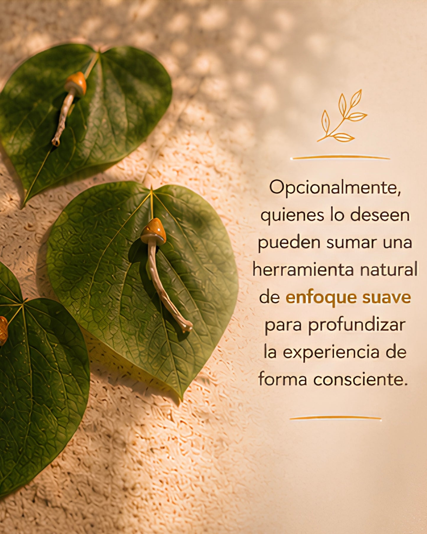🇪🇸 Viaje Vibroacústico - Cuencos Himalayos + Micro (opcional) 🇬🇧 Vibroacoustic Journey ✨ Sound Bath + Microdose 🍄 (❄️ AC environment)v